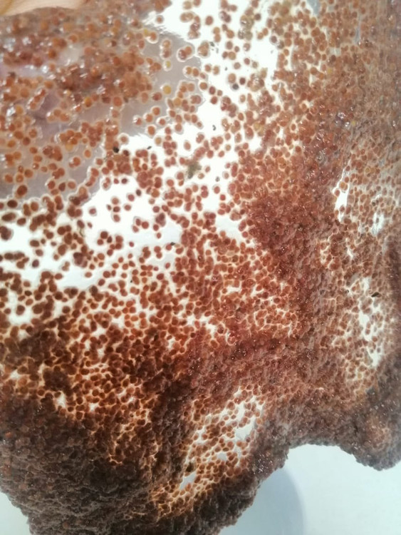 خرید ماسک جلبک دانه ریز 700گرمی